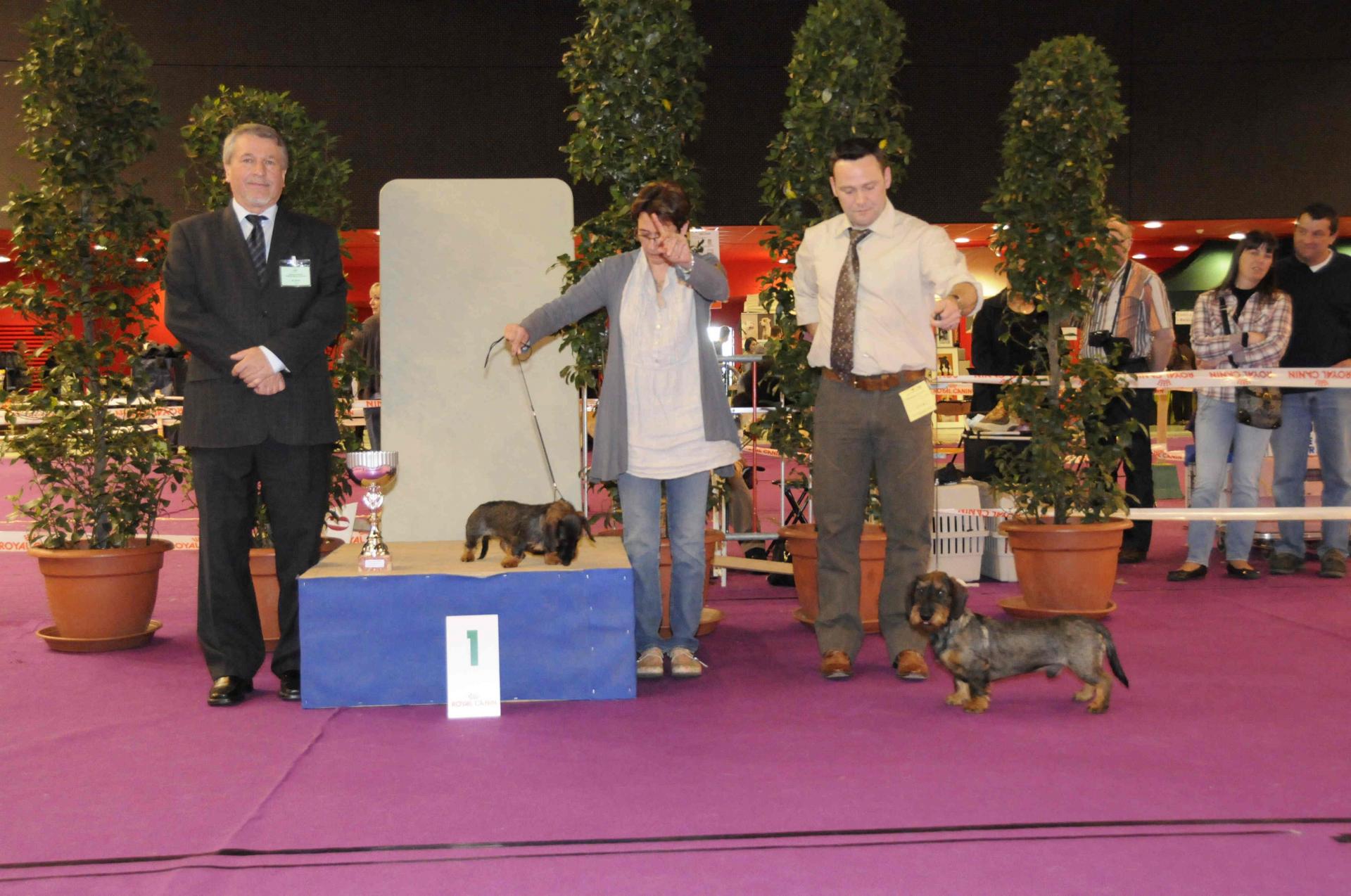 Podium gr4 teckel jeune